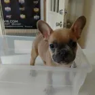 Business 14 image THE PAW PALACE Dog Breeder in Tucson AZ