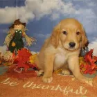 Business 15 image THE PAW PALACE Dog Breeder in Tucson AZ