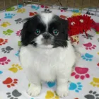 Business 18 image THE PAW PALACE Dog Breeder in Tucson AZ