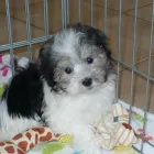 Business 19 image THE PAW PALACE Dog Breeder in Tucson AZ