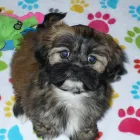 Business 20 image THE PAW PALACE Dog Breeder in Tucson AZ