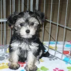 Business 21 image THE PAW PALACE Dog Breeder in Tucson AZ