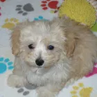 Business 22 image THE PAW PALACE Dog Breeder in Tucson AZ