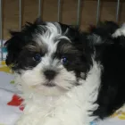 Business 23 image THE PAW PALACE Dog Breeder in Tucson AZ