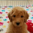 Business 24 image THE PAW PALACE Dog Breeder in Tucson AZ