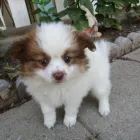 Business 25 image THE PAW PALACE Dog Breeder in Tucson AZ