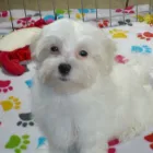 Business 26 image THE PAW PALACE Dog Breeder in Tucson AZ