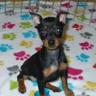 Business 27 image THE PAW PALACE Dog Breeder in Tucson AZ