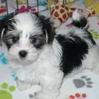 Business 28 image THE PAW PALACE Dog Breeder in Tucson AZ