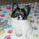 Business 30 image THE PAW PALACE Dog Breeder in Tucson AZ