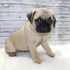 Business 32 image THE PAW PALACE Dog Breeder in Tucson AZ