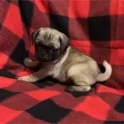 Business 33 image THE PAW PALACE Dog Breeder in Tucson AZ