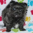 Business 35 image THE PAW PALACE Dog Breeder in Tucson AZ