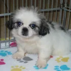 Business 36 image THE PAW PALACE Dog Breeder in Tucson AZ