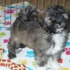 Business 38 image THE PAW PALACE Dog Breeder in Tucson AZ