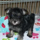 Business 39 image THE PAW PALACE Dog Breeder in Tucson AZ