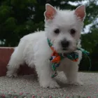 Business 41 image THE PAW PALACE Dog Breeder in Tucson AZ