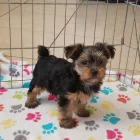 Business 42 image THE PAW PALACE Dog Breeder in Tucson AZ