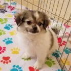 Business 44 image THE PAW PALACE Dog Breeder in Tucson AZ