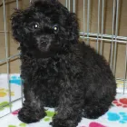 Business 45 image THE PAW PALACE Dog Breeder in Tucson AZ