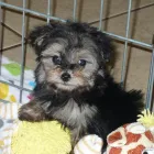 Business 46 image THE PAW PALACE Dog Breeder in Tucson AZ