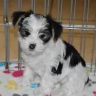 Business 47 image THE PAW PALACE Dog Breeder in Tucson AZ