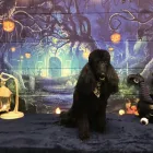 Business 1 image THE PET PAWLOR Pet Grooming in Colorado Springs CO