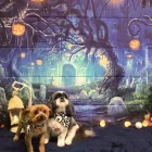 Business 2 image THE PET PAWLOR Pet Grooming in Colorado Springs CO