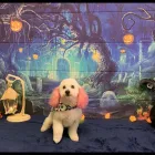 Business 3 image THE PET PAWLOR Pet Grooming in Colorado Springs CO