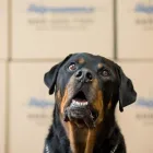 Business 4 image THE PROFESSIONALS MOVING SPECIALISTS Transportation Services in Chicago IL