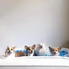Business 3 image THE PUPPER CLUB in Los Angeles CA