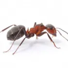 Business 1 image THRIVE PEST CONTROL in Tulsa OK