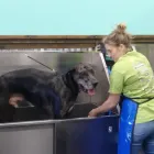 Business 5 image TOTALLY MUTTS Cat Nail Trim in Vancouver WA