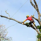 Business 3 image TREE SERVICE EXPERTS FORT WORTH in Fort Worth TX