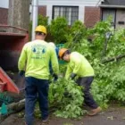 Business 1 image TREE SERVICE HOUSTON in Houston TX
