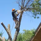 Business 2 image TREE SERVICE HOUSTON in Houston TX