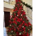 Business 2 image TREEDROP OR TREE DROP, LLC Christmas Trees in Winter Park FL