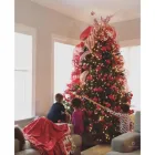 Business 4 image TREEDROP OR TREE DROP, LLC Christmas Trees in Winter Park FL