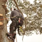 Business 1 image TREEPRO TREE SERVICES in Las Vegas NV