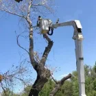 Business 1 image TREES R US LLC Tree Trimming Service in Tucson AZ