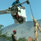 Business 3 image TREES R US LLC Tree Trimming Service in Tucson AZ