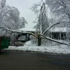 Business 2 image TRUE TREE SOLUTIONS Tree Service in Brooklyn Park MN