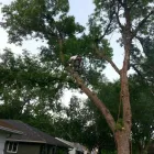 Business 3 image TRUE TREE SOLUTIONS Tree Service in Brooklyn Park MN