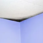 Business 1 image TUCSON MOLD REMOVAL PROS Mold Testing & Removal in Tucson AZ