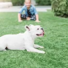 Business 1 image TURFRESH Lawn Maintenance in Las Vegas NV