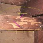 Business 7 image TYCECC TERMITE & PEST CONTROL CO. Termite Control in Los Angeles CA