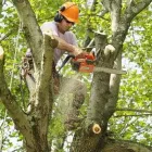 Business 2 image UNBEATABLE PRICED TREE SERVICE BRONX Tree Service in Bronx NY