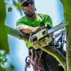 Business 1 image UNBEATABLE PRICED TREE SERVICE Tree Service in Bronx NY