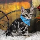 Business 4 image UNCLE BILL'S PET CENTERS (WEST INDIANAPOLIS) Pets & Animals in Indianapolis IN