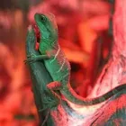 Business 5 image UNCLE BILL'S PET CENTERS (WEST INDIANAPOLIS) Pets & Animals in Indianapolis IN